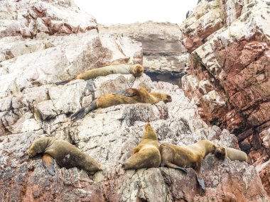 Kayaların üzerinde uyuyor
