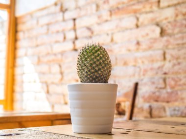 Kaktüs tablo üzerinde
