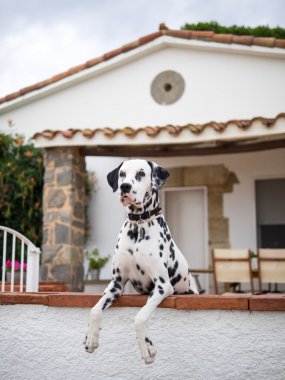 Dalmaçya köpeği