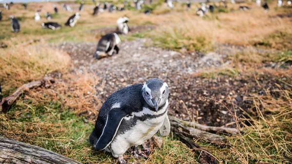 O pinguim fofoca — Fotografia de Stock