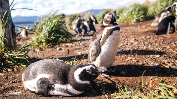 企鹅在 Martillo 岛休息 — 图库照片