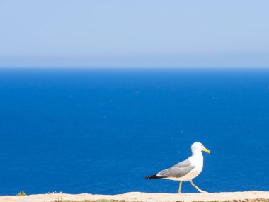 The Seagull of the Lighthouse clipart