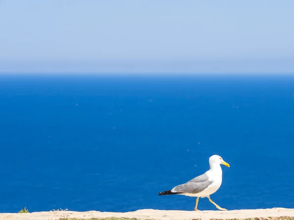 Die Möwe des Leuchtturms — Stockfoto