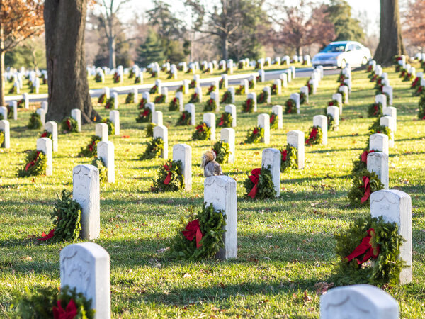 Белка с кладбища
