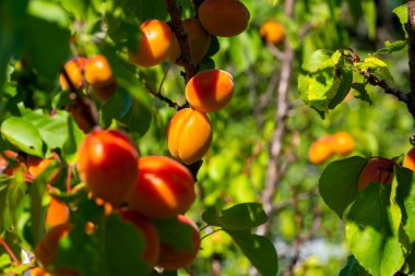 Meyve bahçesindeki kayısı ağacının dalında asılı olgun kayısılar.