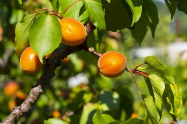 Meyve bahçesindeki kayısı ağacının dalında asılı olgun kayısılar.