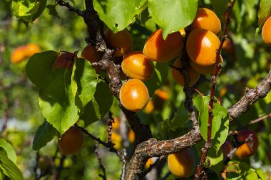 Meyve bahçesindeki kayısı ağacının dalında asılı olgun kayısılar.