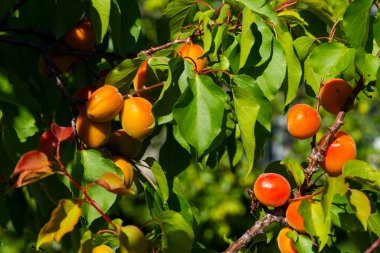 Meyve bahçesindeki kayısı ağacının dalında asılı olgun kayısılar.