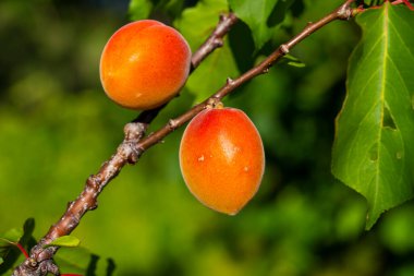 Meyve bahçesindeki kayısı ağacının dalında asılı olgun kayısılar.