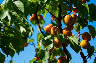 Meyve bahçesindeki kayısı ağacının dalında asılı olgun kayısılar.