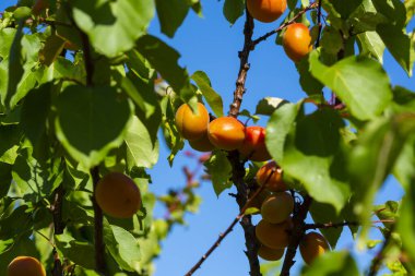 Meyve bahçesindeki kayısı ağacının dalında asılı olgun kayısılar.