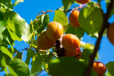 Meyve bahçesindeki kayısı ağacının dalında asılı olgun kayısılar.