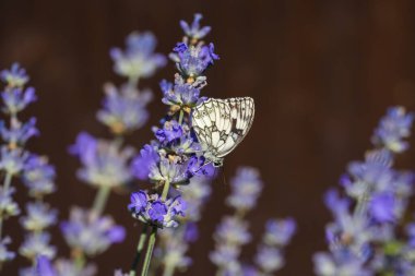 Lavanta Çiçeğindeki Mermer Beyaz Kelebek 'in Sıcak Arkaplanı