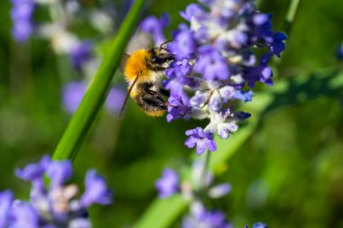 Bumblebee Yaz Bahçesinde Tozlaşan Lavanta Çiçeği
