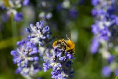 Bumblebee Yaz Bahçesinde Tozlaşan Lavanta Çiçeği