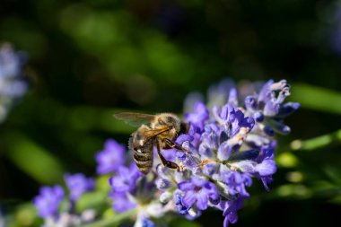 Bal Arısı Yaz Bahçesinde Tozlaşan Lavanta Çiçeği