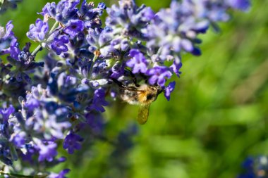 Bumblebee Yaz Bahçesinde Tozlaşan Lavanta Çiçeği