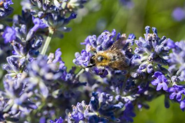 Bumblebee Yaz Bahçesinde Tozlaşan Lavanta Çiçeği