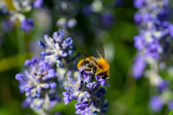 Bumblebee Yaz Bahçesinde Tozlaşan Lavanta Çiçeği