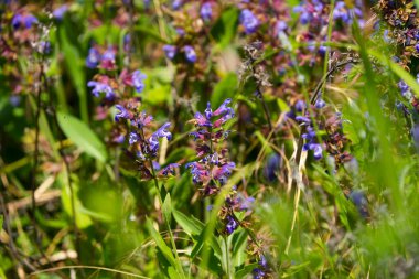 Doğa 'da Mor Mavi Çiçeklerle Vahşi Çayır Adaçayı (Salvia pratensis)