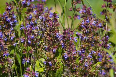 Doğa 'da Mor Mavi Çiçeklerle Vahşi Çayır Adaçayı (Salvia pratensis)