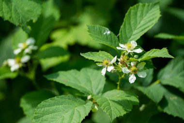 Yaban Böğürtlen Çiçekleri (Rubus fruticosus) Yeşil Doğa 'da çiçek açıyor