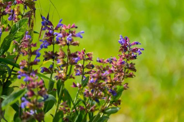 Doğa 'da Mor Mavi Çiçeklerle Vahşi Çayır Adaçayı (Salvia pratensis)