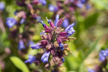 Doğa 'da Mor Mavi Çiçeklerle Vahşi Çayır Adaçayı (Salvia pratensis)