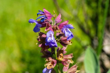 Doğa 'da Mor Mavi Çiçeklerle Vahşi Çayır Adaçayı (Salvia pratensis)