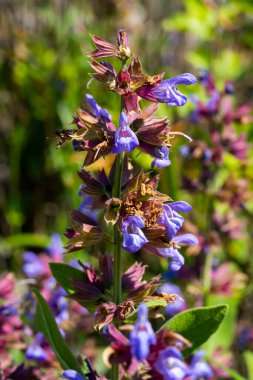 Doğa 'da Mor Mavi Çiçeklerle Vahşi Çayır Adaçayı (Salvia pratensis)