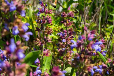 Doğa 'da Mor Mavi Çiçeklerle Vahşi Çayır Adaçayı (Salvia pratensis)