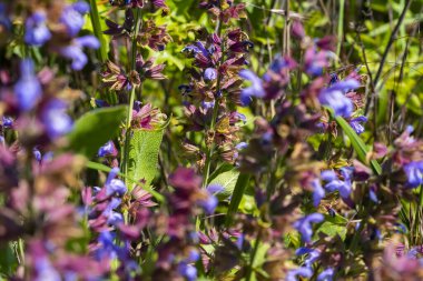 Doğa 'da Mor Mavi Çiçeklerle Vahşi Çayır Adaçayı (Salvia pratensis)