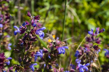 Doğa 'da Mor Mavi Çiçeklerle Vahşi Çayır Adaçayı (Salvia pratensis)
