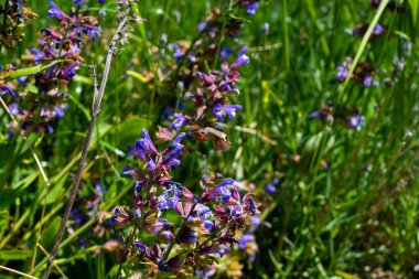 Doğa 'da Mor Mavi Çiçeklerle Vahşi Çayır Adaçayı (Salvia pratensis)