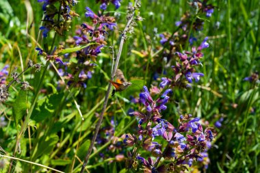 Doğa 'da Mor Mavi Çiçeklerle Vahşi Çayır Adaçayı (Salvia pratensis)