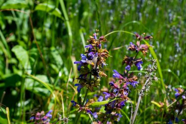 Doğa 'da Mor Mavi Çiçeklerle Vahşi Çayır Adaçayı (Salvia pratensis)