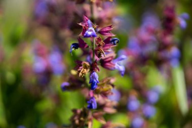 Doğa 'da Mor Mavi Çiçeklerle Vahşi Çayır Adaçayı (Salvia pratensis)
