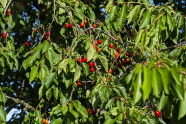 Olgun Kirazlar Kiraz Ağacı dalında asılı