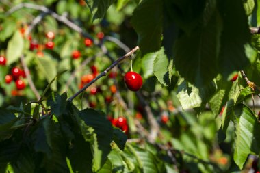 Olgun Kirazlar Kiraz Ağacı dalında asılı