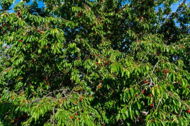 Olgun Kirazlar Kiraz Ağacı dalında asılı