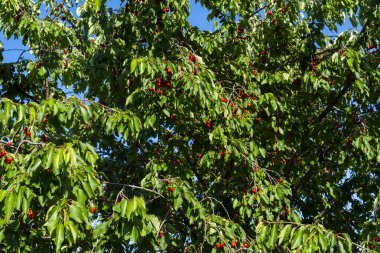 Olgun Kirazlar Kiraz Ağacı dalında asılı