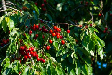 Olgun Kirazlar Kiraz Ağacı dalında asılı