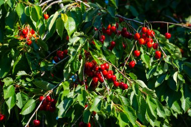 Olgun Kirazlar Kiraz Ağacı dalında asılı