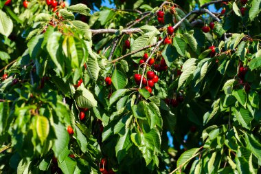 Olgun Kirazlar Kiraz Ağacı dalında asılı