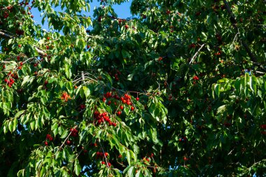 Olgun Kirazlar Kiraz Ağacı dalında asılı