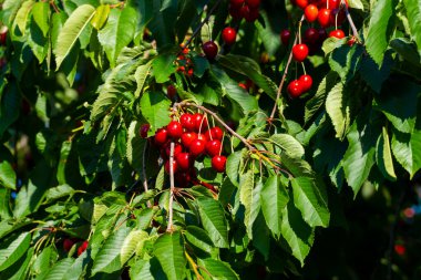 Olgun Kirazlar Kiraz Ağacı dalında asılı