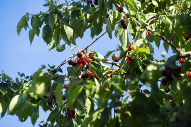 Olgun Kirazlar Kiraz Ağacı dalında asılı