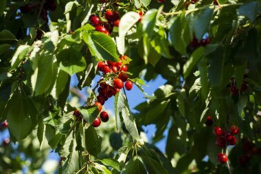 Olgun Kirazlar Kiraz Ağacı dalında asılı