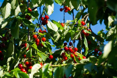 Olgun Kirazlar Kiraz Ağacı dalında asılı