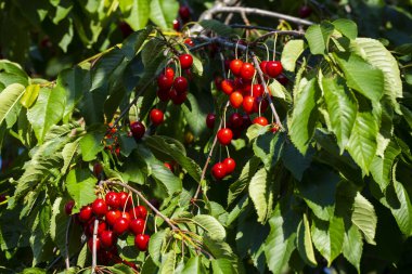 Olgun Kirazlar Kiraz Ağacı dalında asılı